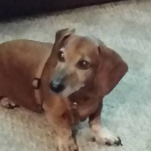 Meet your Posher, Sandy